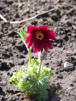 Pulsatilla Papageno.webp