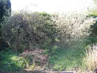 003.webp