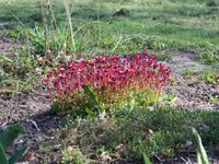 Saxifraga arendsii Peter pan.webp