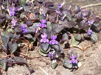 Viola labradorica.webp