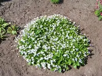 Viola Freckels.webp