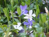 vinca minor.webp