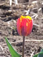 Tulpe Prinses Irene.webp