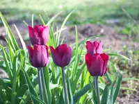 Tulpe Ronaldo.webp