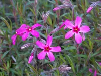Atropurpurea.webp