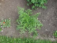 DSCF9049.webp