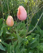 Blumen_Tulpen1.webp