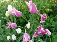 Blumen_Tulpen2.webp