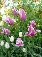 Blumen_Tulpen3.webp