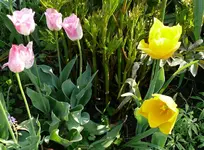 Blumen_Tulpen4.webp