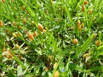 Rasen Tiere_00492.webp