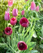 Blumen_Tulpen5.webp
