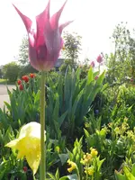 Blumen_Tulpen.webp