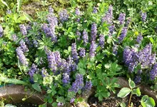 blumen-blühendesUnkraut.webp
