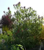 BlumenFlieder.webp