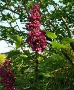 BlumenFlieder groß.webp
