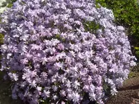 teppichphlox (3).webp