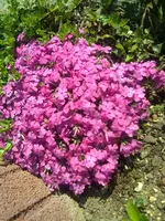 teppichphlox.webp