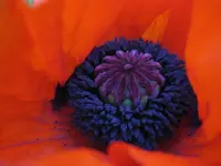 mohn 004.webp