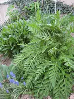 mohn 002.webp