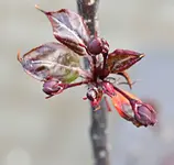 DSC_4293_2013-05-05_Paradiesapfelknospe.webp
