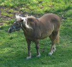 Tiere_Pferd_Kopf schütteln.JPG