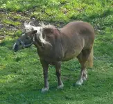 Tiere_Pferd_Kopf schütteln.webp