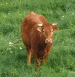 Tiere-Kühe-böse.webp