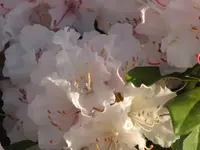 028.webp