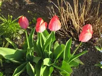 035.webp