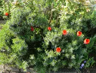 Blumen_Tulpen im Lavendel.webp