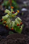 rote Schlüsselblume 05.05.13.jpg