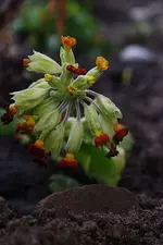 rote Schlüsselblume 05.05.13.webp