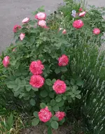 Rosenbusch.webp