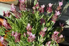 Lavendel 05.05.13.webp