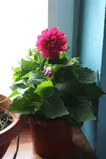 Dahlie 03.05.13.webp