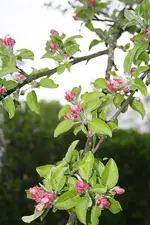 Apfelbaum 04.05.13.webp