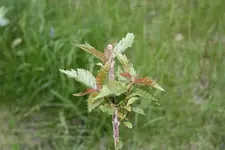 Kirsche 03.05.13.webp