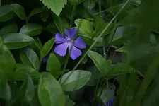 kleines Immergrün 03.05.13.webp