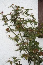 Rose 03.05.13.webp