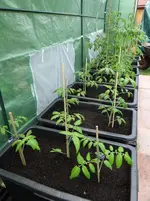 alle Tomaten.webp