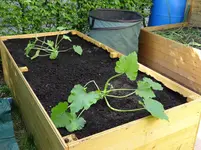 Zucchinis.webp