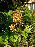 P1090600.webp