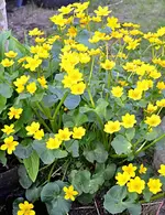 DSC_4305_Sumpfdotterblume.webp