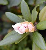 DSC_4310_Rhododendron.webp