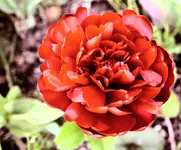 DSC_4311_Tulpe_1.webp
