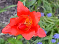 DSC_4321_Tulpe.webp