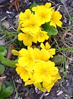DSC_4316_Primeln.webp