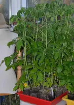 DSC_4303_2013-05-05_Tomaten.webp