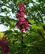 BlumenFlieder groß.webp